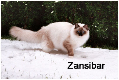 Zansibar1